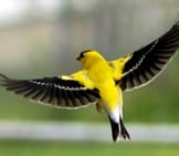 American Goldfinch In Flighphoto By: Frank Boston Https://Creativecommons.org/Licenses/By/2.0/ 