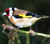Pretty Little European Goldfinch Photo By: Jimmy Edmonds Https://Creativecommons.org/Licenses/By/2.0/ 