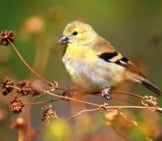 American Goldfinch In His Winter Plumage Photo By: Andy Reago &Amp; Chrissy Mcclarren Https://Creativecommons.org/Licenses/By/2.0/ 
