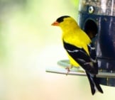 American Goldfinch On A Backyard Bird Feederphoto By: Patrick Ashleyhttps://Creativecommons.org/Licenses/By/2.0/