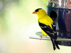 American Goldfinch on a backyard bird feederPhoto by: Patrick Ashleyhttps://creativecommons.org/licenses/by/2.0/