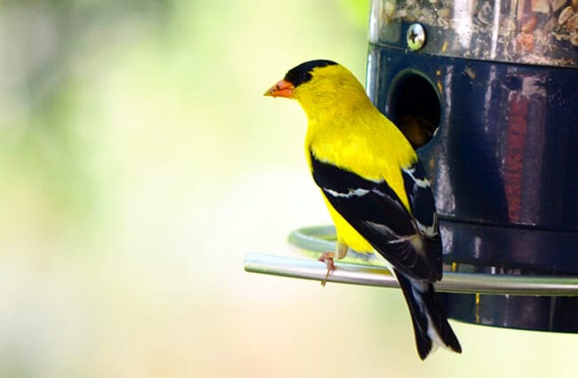Goldfinch - Description, Habitat, Image, Diet, and Interesting Facts