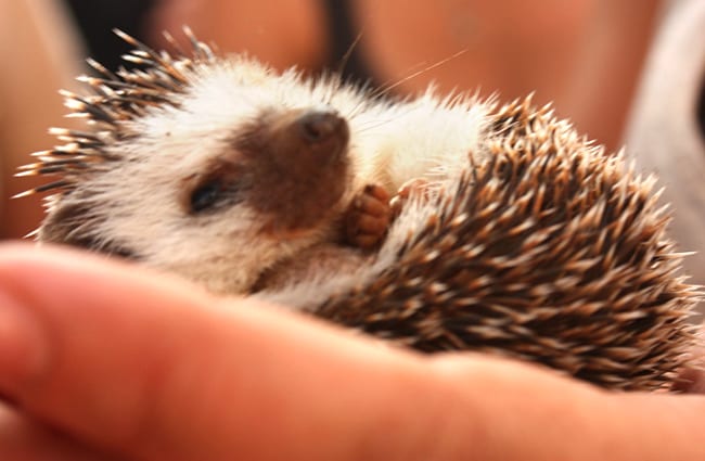 Baby Hedgehog Photo by: kaythaney https://creativecommons.org/licenses/by/2.0/ 