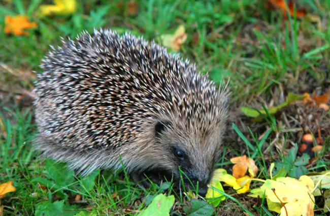 Hedgehog browsing on the lawn Photo by: Karen Roe https://creativecommons.org/licenses/by/2.0/ 