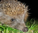 Closeup Of A Hedgehog Photo By: Greg Https://Creativecommons.org/Licenses/By/2.0/ 