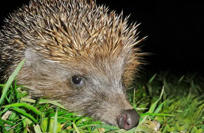 Closeup of a Hedgehog Photo by: Greg https://creativecommons.org/licenses/by/2.0/ 