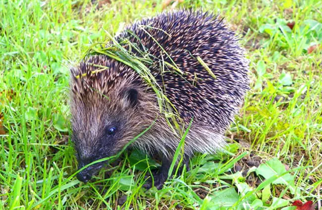 Hedgehog browsing for insects Photo by: Peter O&#039;Connor aka anemoneprojectors https://creativecommons.org/licenses/by/2.0/ 