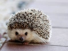 Portrait of a cute Hedgehog Photo by: Amaya Eguizábalhttps://pixabay.com/photos/hedgehog-cute-animal-little-nature-1215140/