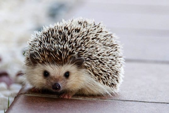 Portrait of a cute Hedgehog Photo by: Amaya Eguizábalhttps://pixabay.com/photos/hedgehog-cute-animal-little-nature-1215140/