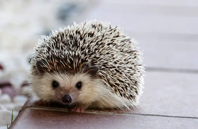 Портрет милого ежика Фото: Amaya Eguizábalhttps://pixabay.com/photos/hedgehog-cute-animal-little-nature-1215140/