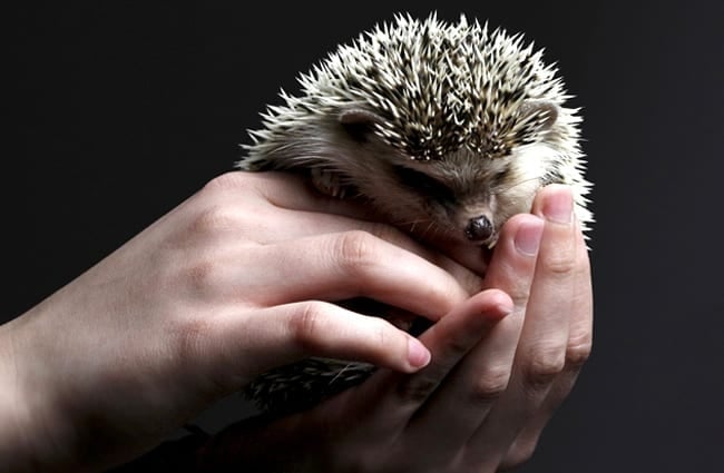 Pet Hedgehog in human hands Photo by: Silvo Bilinski https://pixabay.com/photos/hedgehog-animal-cute-hands-prickly-3209499/ 