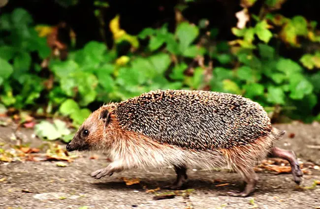 Why did the Hedgehog cross the road? Photo by: Alexas_Fotos https://pixabay.com/photos/hedgehog-run-race-garden-spur-1644129/ 