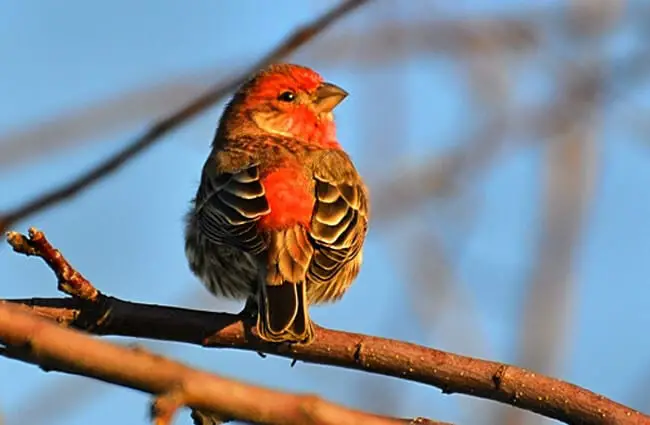Starry eyed male House Finch Photo by: DaPuglet Pugs https://creativecommons.org/licenses/by-sa/2.0/ 