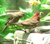 House Finch Couple On The Bird Bath Photo By: Patricia Pierce Https://Creativecommons.org/Licenses/By-Sa/2.0/ 