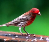 House Finch Eating White Safflower Seed On A Porch Rail Photo By: Robert Taylor Https://Creativecommons.org/Licenses/By-Sa/2.0/ 