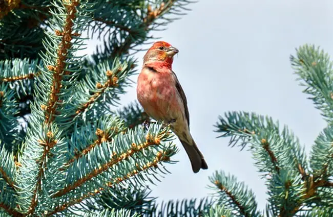 Stunning House Finch in a fir tree Photo by: qurlyjoe https://creativecommons.org/licenses/by-sa/2.0/ 