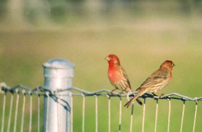 Пара домашних зябликов на заборе Фото: Пол Салливан https://creativecommons.org/licenses/by-sa/2.0/