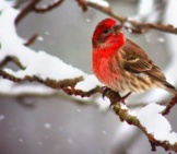 A Beautiful House Finch On A Snowy Branchphoto By: Will Fisherwinner Of A Flick Awardhttps://Creativecommons.org/Licenses/By-Sa/2.0/