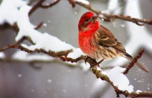 A beautiful House Finch on a snowy branchPhoto by: Will FisherWinner of a Flick Awardhttps://creativecommons.org/licenses/by-sa/2.0/