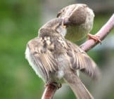 Female House Sparrow Feeding Her Youngster Photo By: Steve Herring Https://Creativecommons.org/Licenses/By-Nd/2.0/ 