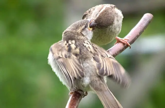 Female House Sparrow feeding her youngster Photo by: Steve Herring https://creativecommons.org/licenses/by-nd/2.0/ 