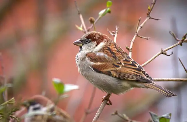 Pretty little House Sparrow Photo by: Mario Schulz https://pixabay.com/photos/sparrow-sperling-bird-close-up-1236489/ 
