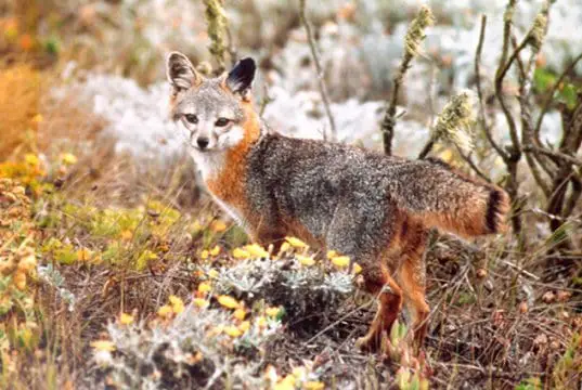 Island Fox posing for a quick picPhoto by: Pacific Southwest Region USFWShttps://creativecommons.org/licenses/by/2.0/