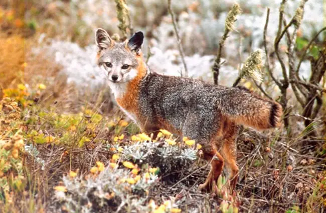 Island Fox posing for a quick picPhoto by: Pacific Southwest Region USFWShttps://creativecommons.org/licenses/by/2.0/