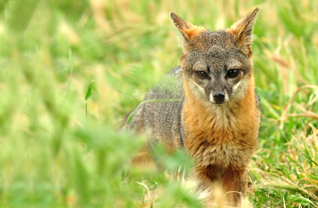 Island Fox Photo by: Shanthanu Bhardwaj https://creativecommons.org/licenses/by/2.0/ 