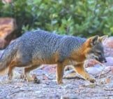 Island Fox Hunting In The Early Morning Hours Photo By: Caleb Putnam, Public Domain Https://Creativecommons.org/Licenses/By/2.0/ 