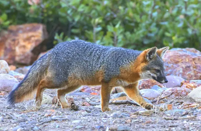 Island Fox hunting in the early morning hours Photo by: Caleb Putnam, public domain https://creativecommons.org/licenses/by/2.0/ 