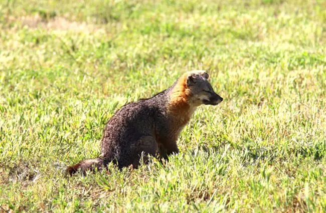 Island Fox sunbathing Santa Cruz Island Photo by: David Fulmer https://creativecommons.org/licenses/by/2.0/ 