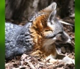 A Groggy Island Fox Kit Photo By: Mike Liu Https://Creativecommons.org/Licenses/By/2.0/ 