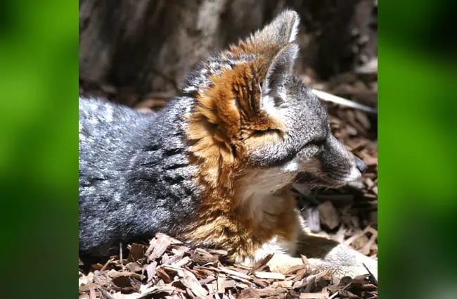 A groggy Island Fox kit Photo by: Mike Liu https://creativecommons.org/licenses/by/2.0/ 