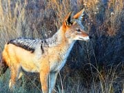 Black-Backed JackalPhoto by: Gerwin Extershttps://pixabay.com/photos/jackal-south-africa-nature-kruger-1648765/