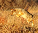 Coyote Pouncing On Small Prey Photo By: Skeeze Https://Pixabay.com/Photos/Coyote-Leaping-Predator-Wildlife-931142/ 