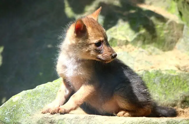 Golden jackal pup Photo by: Theo Stikkelman https://creativecommons.org/licenses/by/2.0/ 