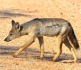 Side-Striped Jackal Photo By: Bernard Dupont Https://Creativecommons.org/Licenses/By/2.0/ 
