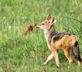 A Young Black-Backed Jackal, At Rietvlei Nature Reserve, Gauteng, South Africa Photo By: Derek Keats Https://Creativecommons.org/Licenses/By/2.0/ 