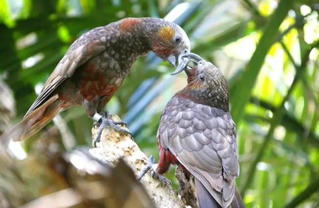 A pair of Kaka parrots Photo by: Small https://creativecommons.org/licenses/by/2.0/ 