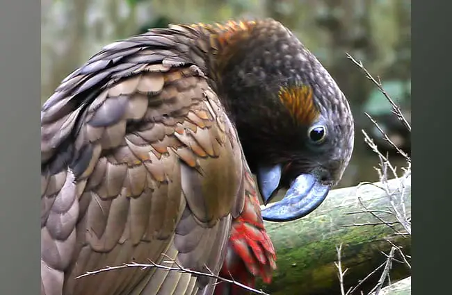 Preening Kākā at Nga Manu reserve near Waikanae Photo by: Sid Mosdell https://creativecommons.org/licenses/by/2.0/ 