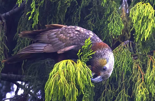 Kaka on Stewart Island in New Zealand Photo by: Gregory &quot;Slobirdr&quot; Smith https://creativecommons.org/licenses/by/2.0/ 