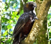 Wild Kaka In A Tree Photo By: Buffy May Https://Creativecommons.org/Licenses/By/2.0/ 