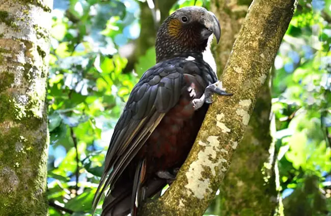Wild Kaka in a tree Photo by: Buffy May https://creativecommons.org/licenses/by/2.0/ 