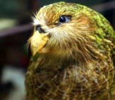 Kakapo At Naturhistorisches Museumphoto By: Allie_Caulfieldhttps://Creativecommons.org/Licenses/By/2.0/