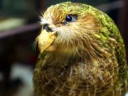 Kakapo at Naturhistorisches MuseumPhoto by: Allie_Caulfieldhttps://creativecommons.org/licenses/by/2.0/