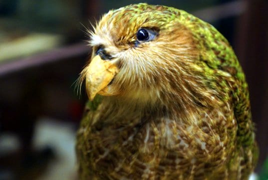 Kakapo at Naturhistorisches MuseumPhoto by: Allie_Caulfieldhttps://creativecommons.org/licenses/by/2.0/