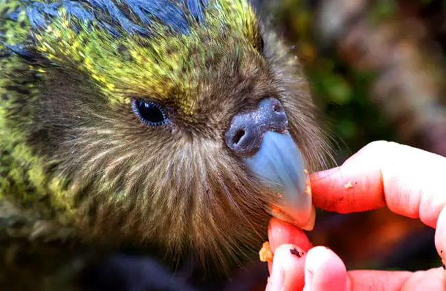 Juvenile kākāpō on Anchor Island in Dusky Sound Photo by: Chris Birmingham, Department of Conservation https://creativecommons.org/licenses/by/2.0/ 