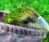 Sirocco The Kakapo Ready To Go To Orokonui Ecosanctuary Photo By: Chris Birmingham, Department Of Conservation Https://Creativecommons.org/Licenses/By/2.0/ 