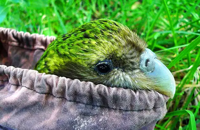 Sirocco the kakapo ready to go to Orokonui Ecosanctuary Photo by: Chris Birmingham, Department of Conservation https://creativecommons.org/licenses/by/2.0/ 